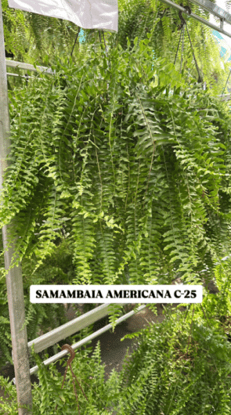 SAMAMBAIA AMERICANA CUIA 25