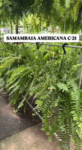 SAMABAIA AMERICANA CUIA 21