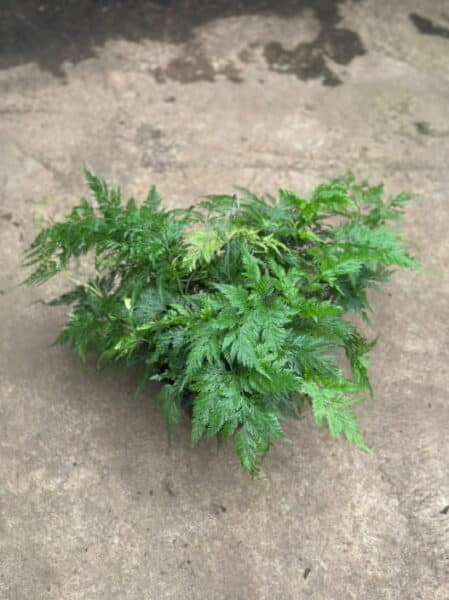 RENDA FRANCESA NA CUIA 21 E 25