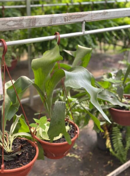 CHIFRE DE VIADO CUIA 21