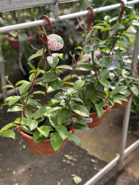 FLOR DE CERA CUIA 21