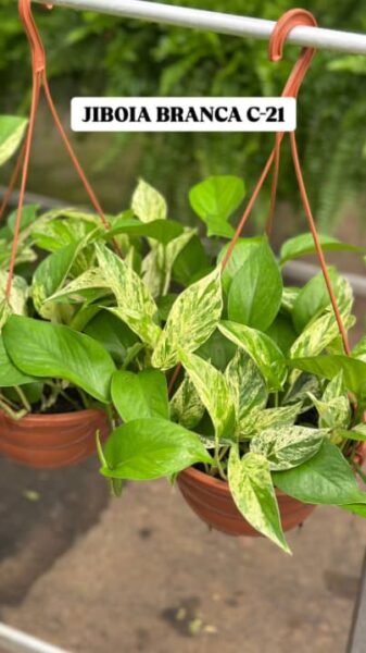 JIBOIA BRANCA CUIA 21