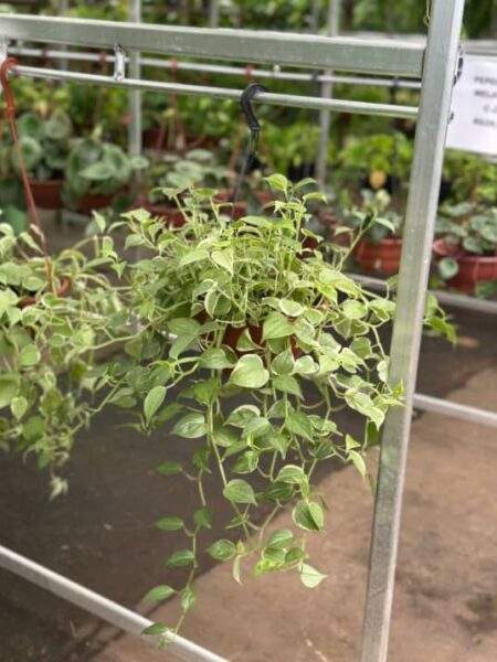 PEPEROMIA SCANDES CUIA 21