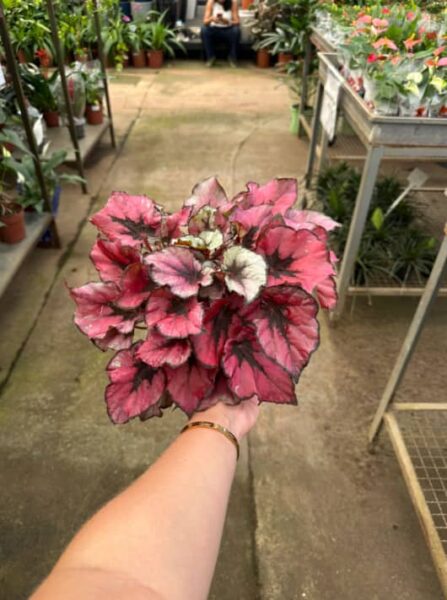 BEGONIA REX POTE 15
