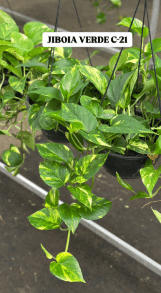 JIBOIA VERDE CUIA 21