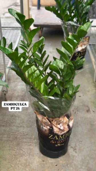 ZAMIOCULCA POTE 24