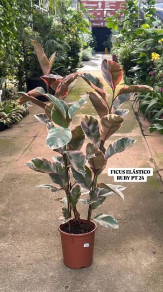 FICUS ELÁSTICA RUBY POTE 24