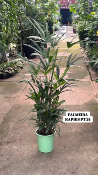 PALMEIRA RAPHIS POTE 17