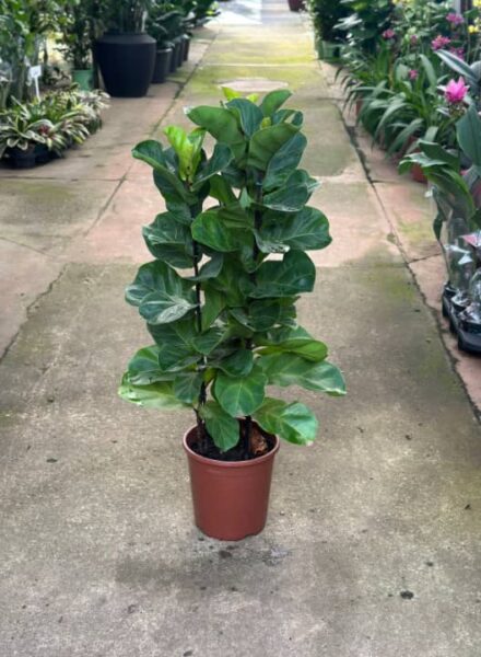FICUS LYRATA POTE 24