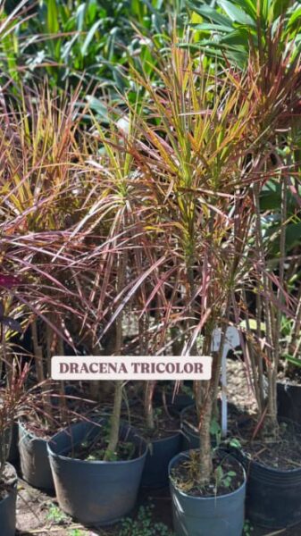 DRACENA TRICOLOR