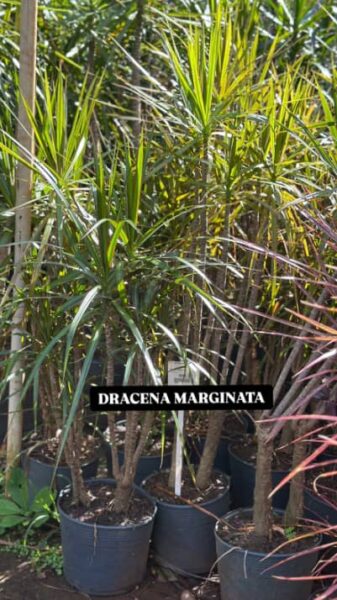 DRACENA MARGINATA