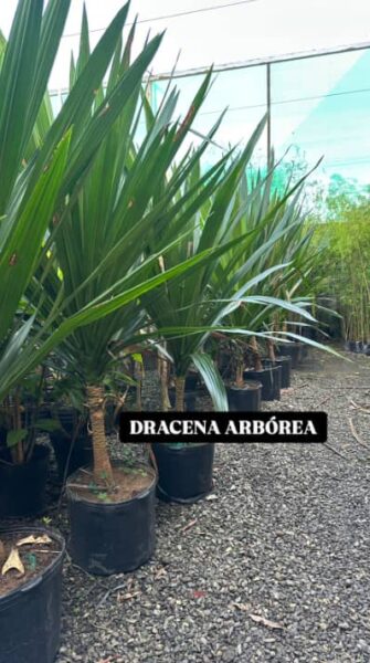 DRACENA ARBÓREA