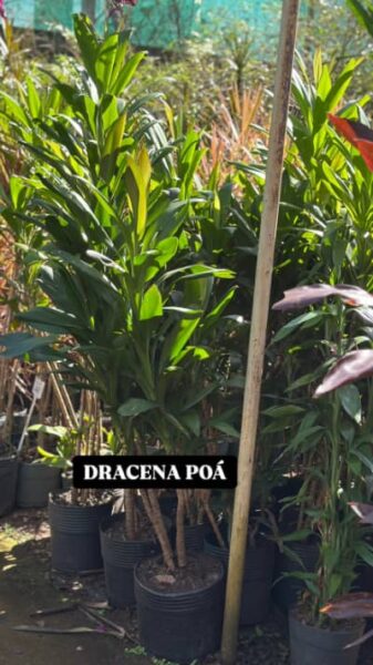 DRACENA POÁ