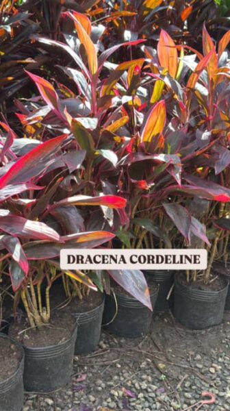 DRACENA CORDELINE