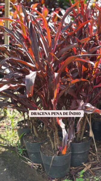DRACENA PENA DE ÍNDIO