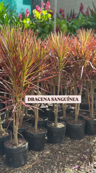 DRACENA SANGUÍNEA