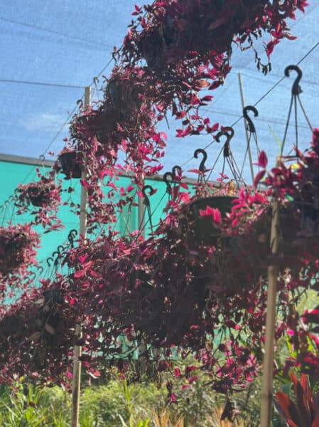 TRADESCANTIA CUIA 21