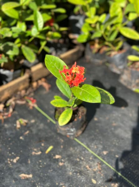 IXORA MAUI