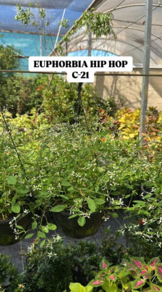 EUPHORBIA HIP HOP CUIA 21