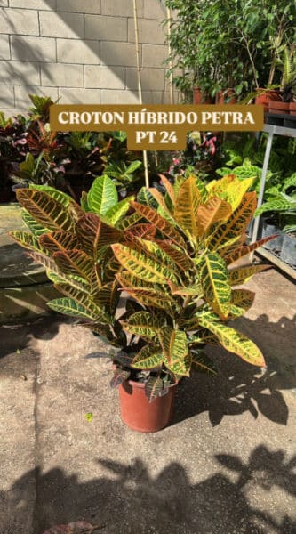 CROTON HÍBRIDO PETRA POTE 24