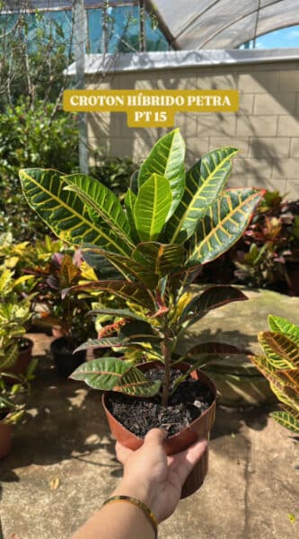 CROTON HÍBRIDO PETRA POTE 15