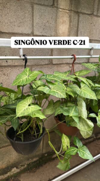 SINGÔNIO VERDE CUIA-21