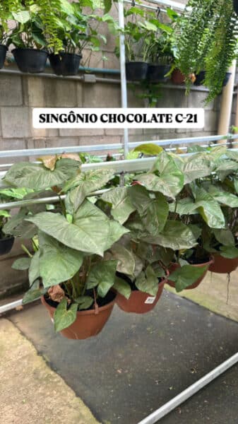 SINGÔNIO CHOCOLATE CUIA 21