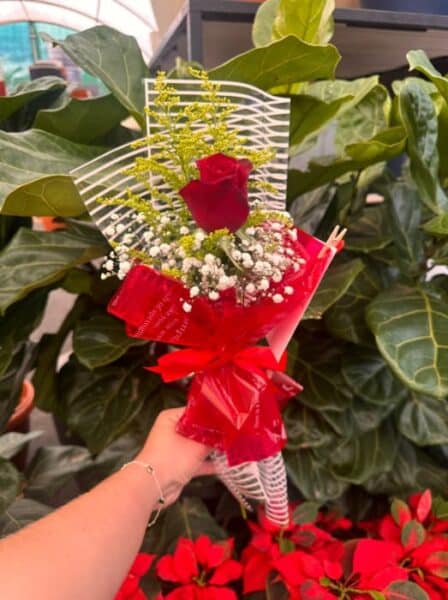 SOLITÁRIO SOFISTICADO