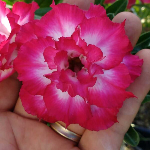 ROSA DO DESERTO POTE 15